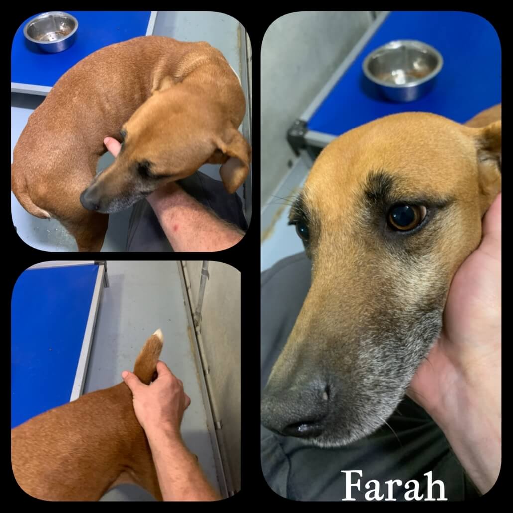 hertford-adoptions-5-1030x1030-1