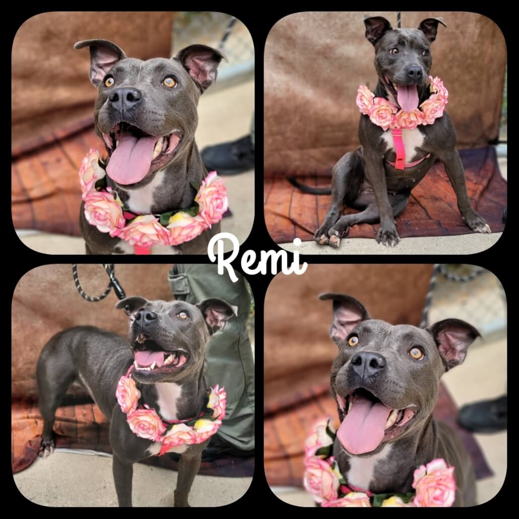 hertford-adoptions-6-1030x1030-1
