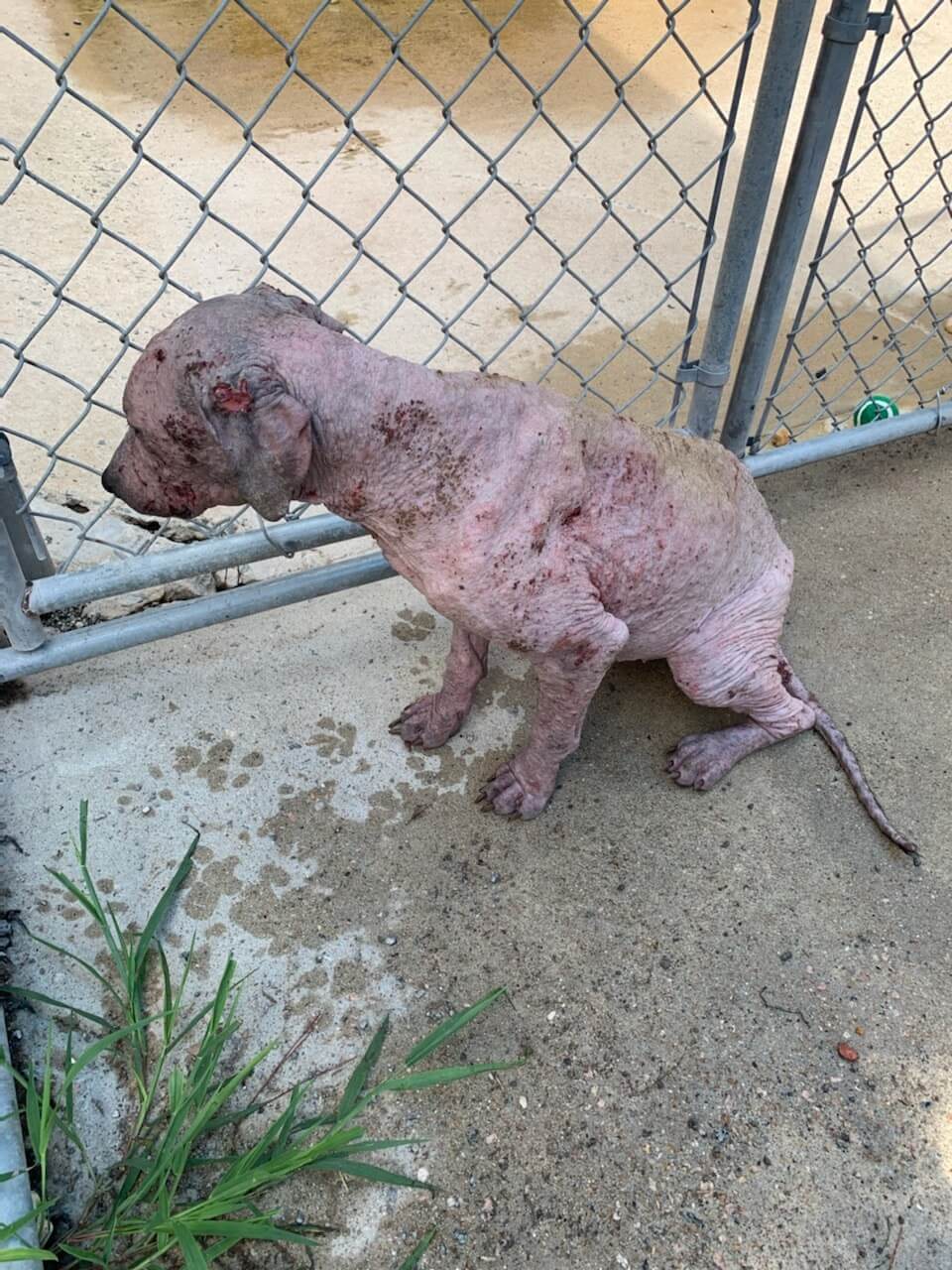 Emergency: Suffering from mange and completely hairless, dog will be euthanized at North Carolina shelter without help