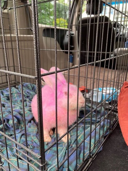 Dyed hot pink rabbit tossed like trash in Nyack park