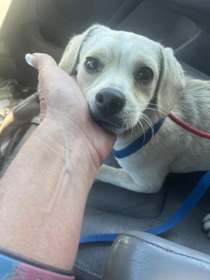 Loyal dog ran after ambulance with her owner waiting 10 days at hospital entrance