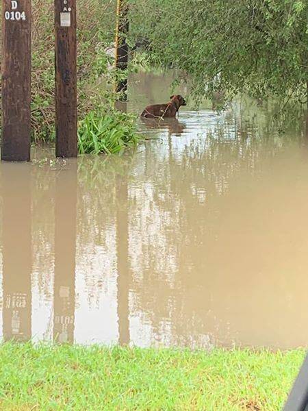 hildago-county-sheriffs-4