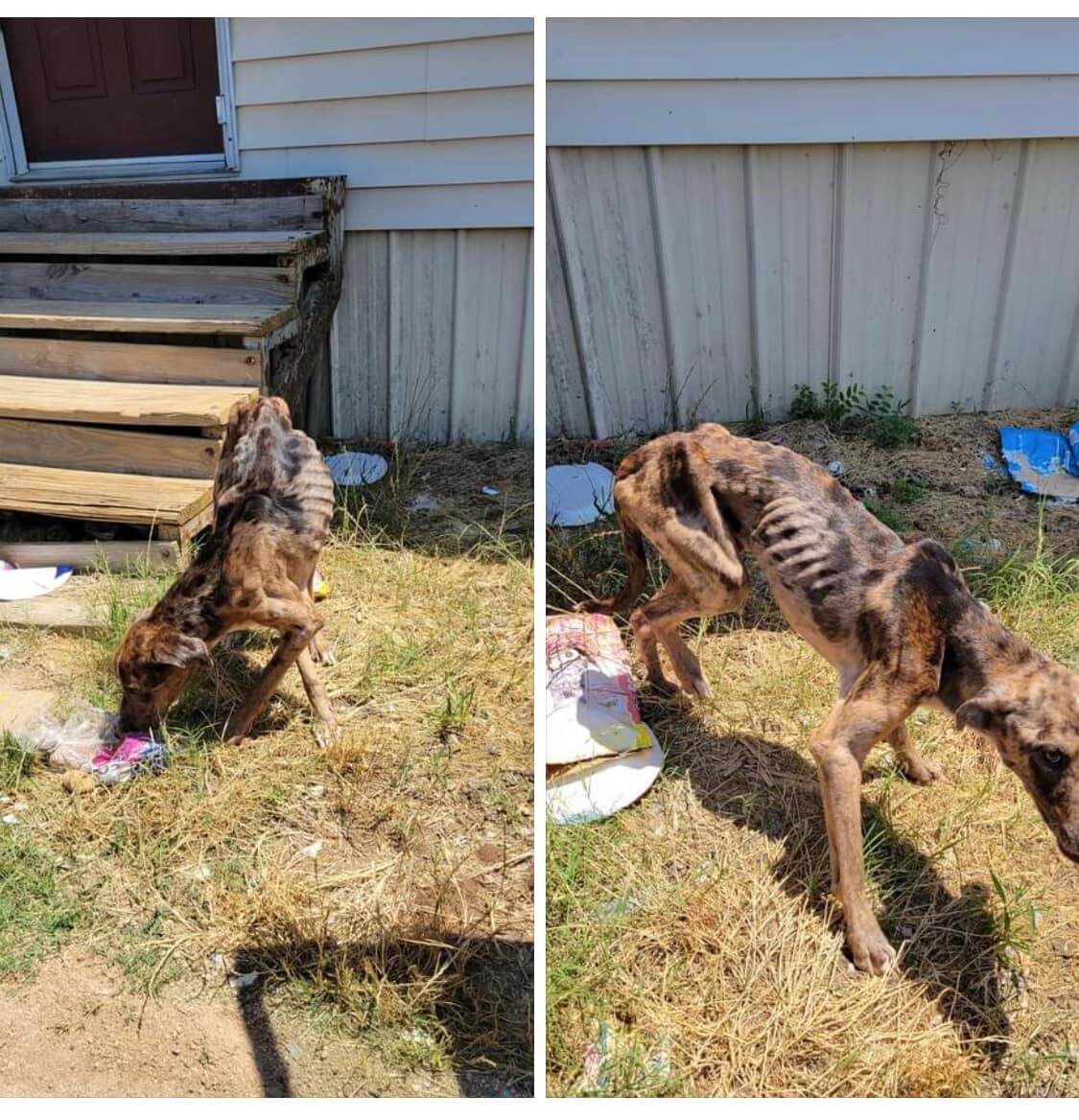 Emergency help needed after 17 emaciated dogs seized in Texas
