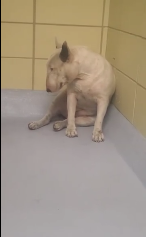 hillsborough-pup-1