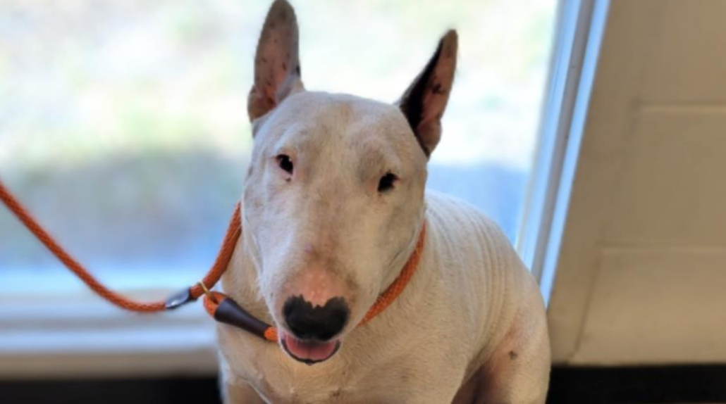 hillsborough-pup-1030x574-1