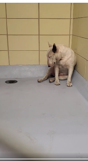 Stray pup has taken the loss of her home so hard she tries to ‘melt into the wall’