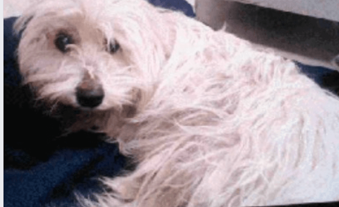 Urgent: Hit by car and extricated from grill dog needs rescue today