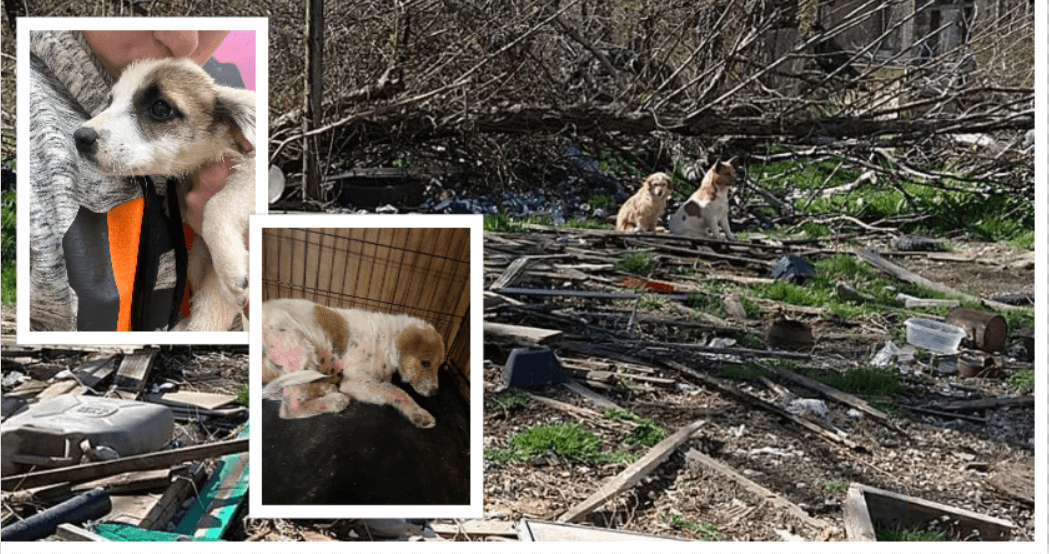 Hundreds of dogs saved from terrible hoarding situation