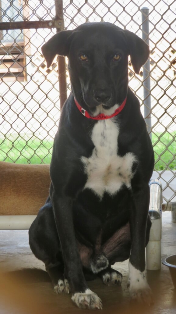 hogtied-dog5-578x1030-1
