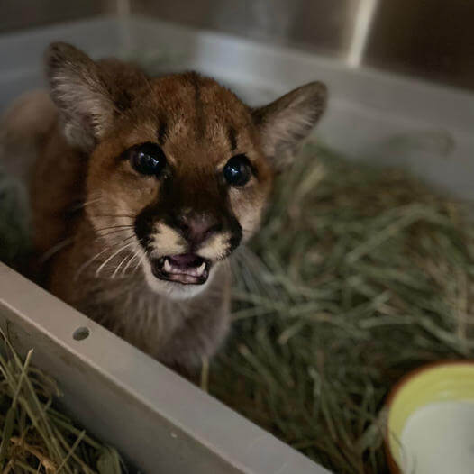 holly-mountain-lion-cub