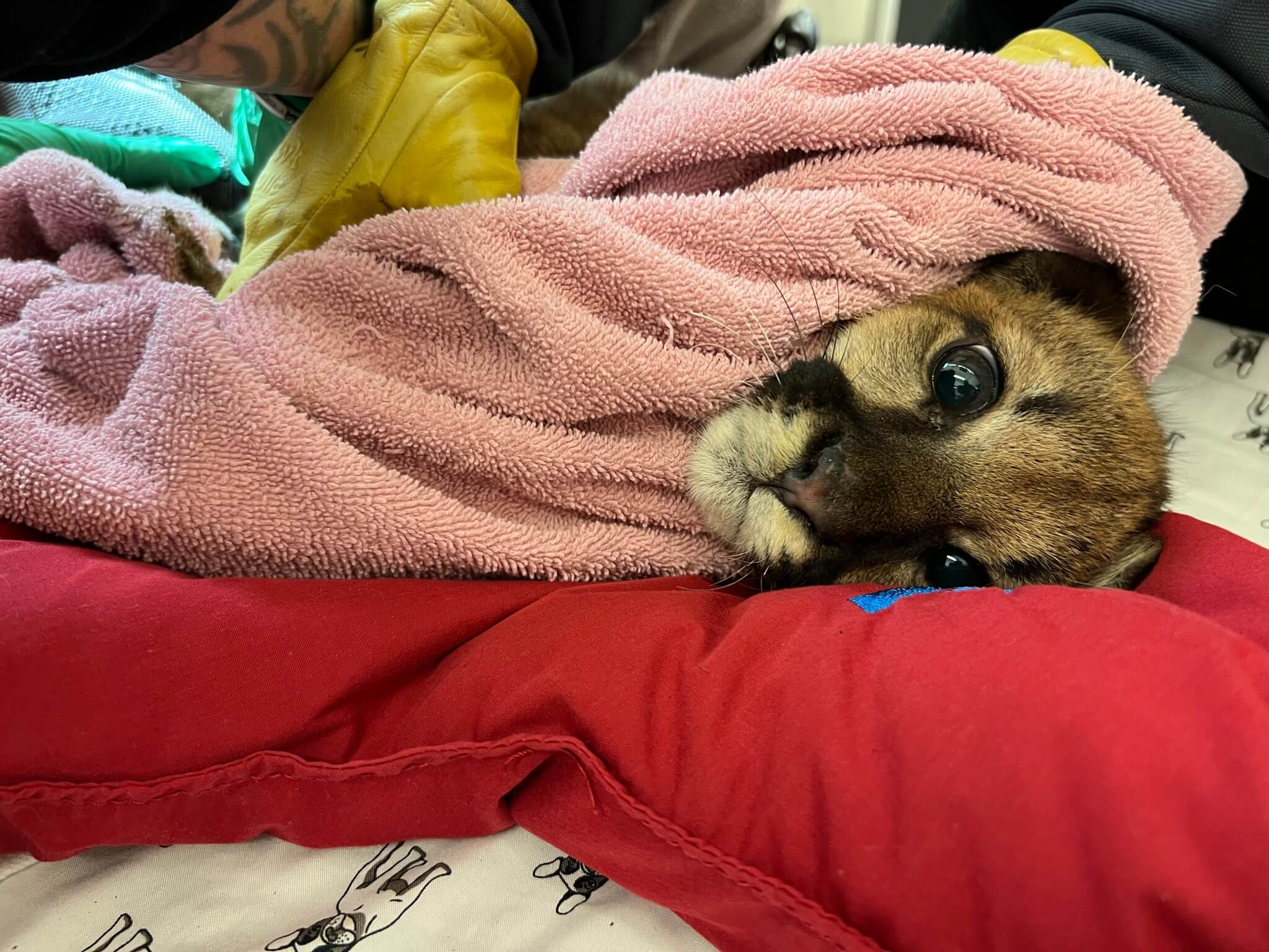 Holly mountain lion cub1