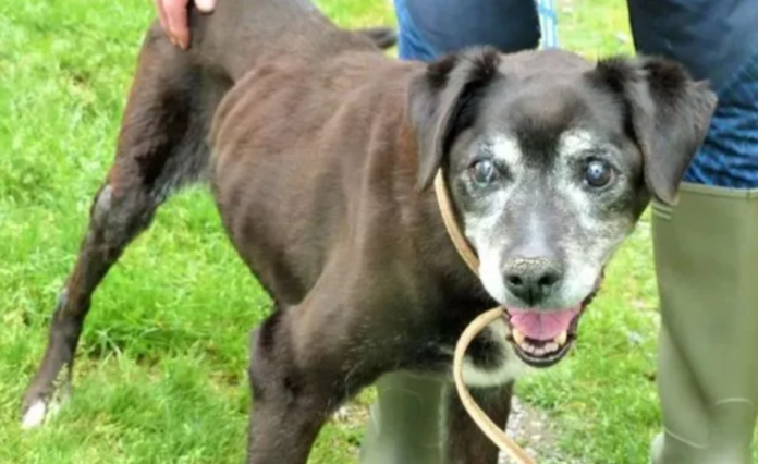 Heartbroken dog surrendered at 21 years old because she was too old and ‘no longer required’