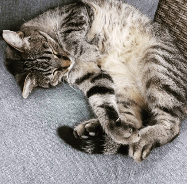 home-depot-cat-1-1