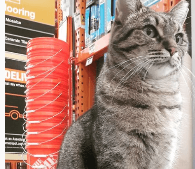 ‘Mama the Cat’ has been official kitty and mouse controller at Home Depot for years
