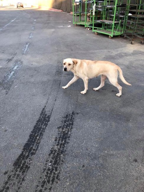 Abandoned Lab waited for days at Home Depot for her owner