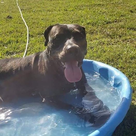 home-for-roxy