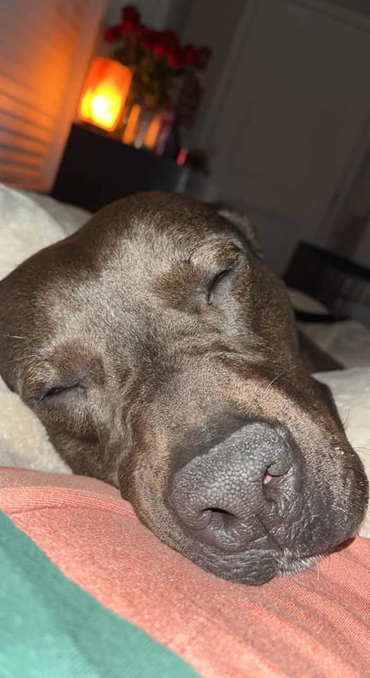 Wanted: Home for Roxy who has been at shelter more than 1600 days