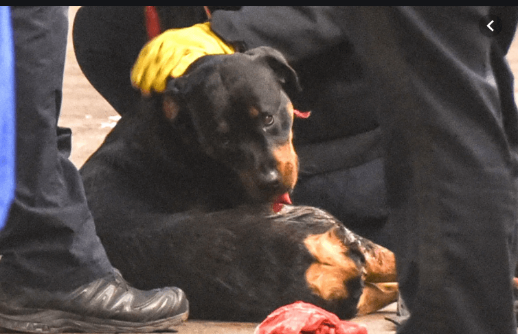 Man, dog asleep in subway station stabbed during altercation