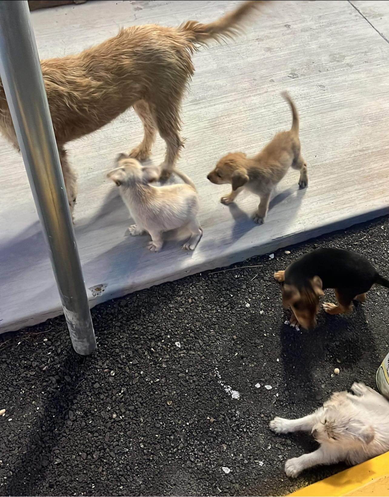 Scruffy homeless pup has adopted 5 stray puppies and needs rescue help