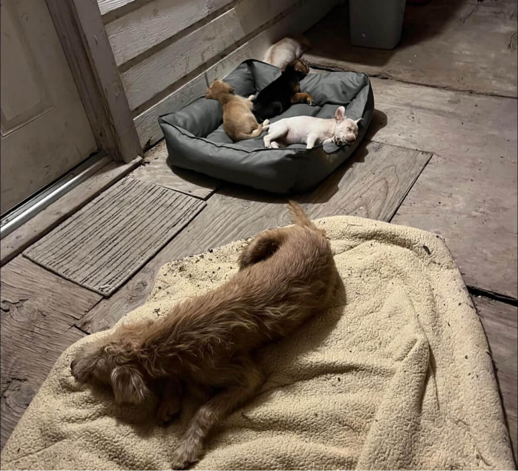 homeless-stray2-1030x936-1