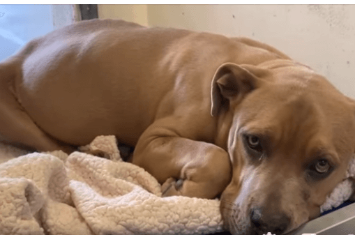 Nine-month-old Homer has medical issue and needs out of shelter immediately