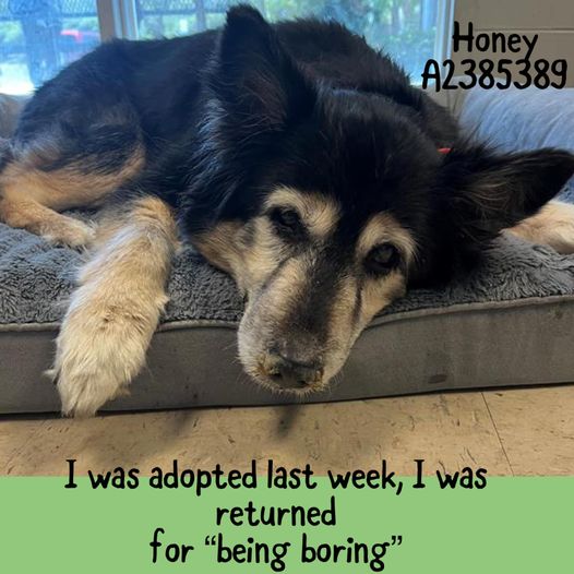 UPDATE on adopted dog returned to shelter because she was ‘boring’