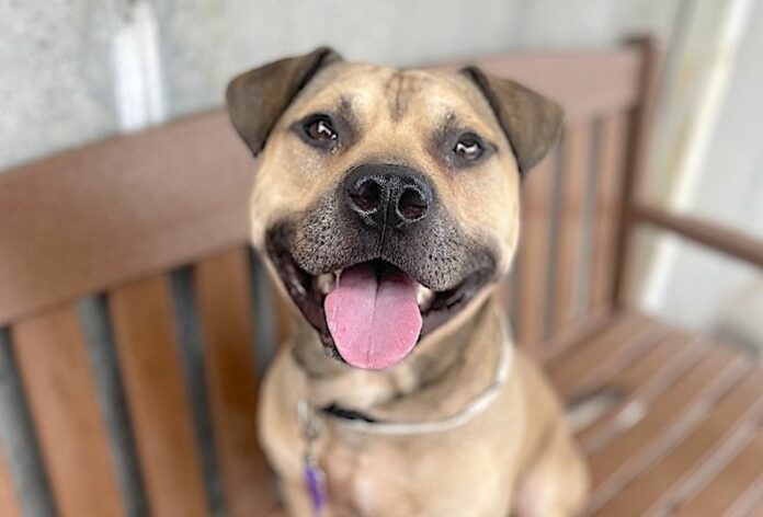 One last chance to save ‘Hooch’ from dying at NYC shelter