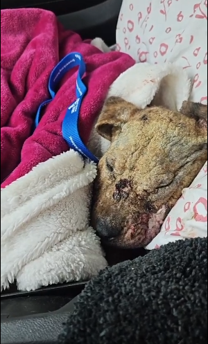 Hairless puppy suffering from contagious skin disease rescued and his recovery make our hearts smile