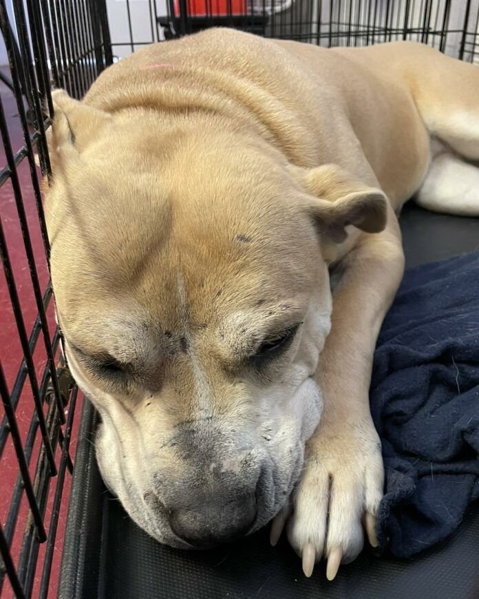 Poor ‘Hope’ has completely given up and no one ever chooses her to take home