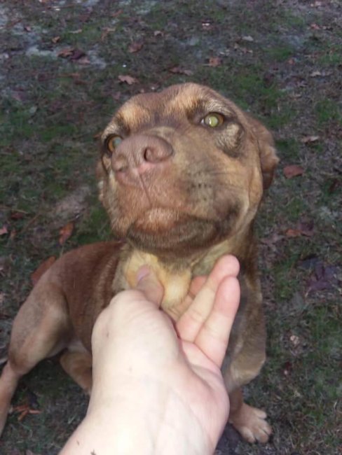 Stray puppy shot multiple times pawing in garbage for food