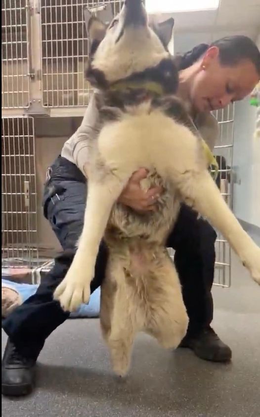Rescuers rally to save special needs husky with only two legs at high kill shelter