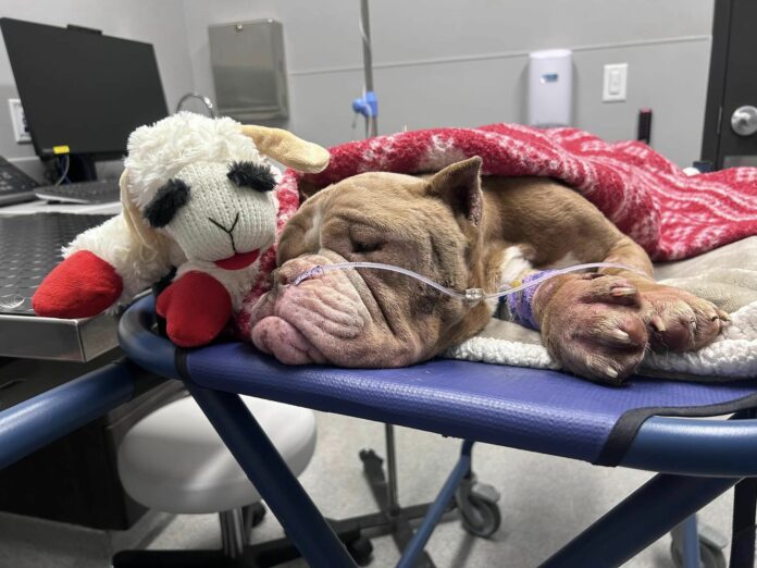 Abandoned dog left to starve on street in East Grand Rapids rescued by Good Samaritans