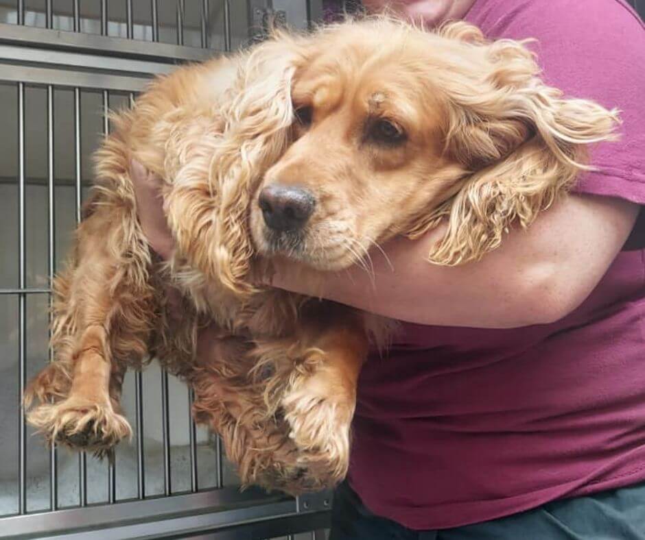 More than 200 dogs rescued from unlicensed breeder in Carmarthenshire