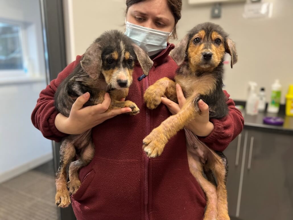 hope-rescue-puppies-1030x773-1
