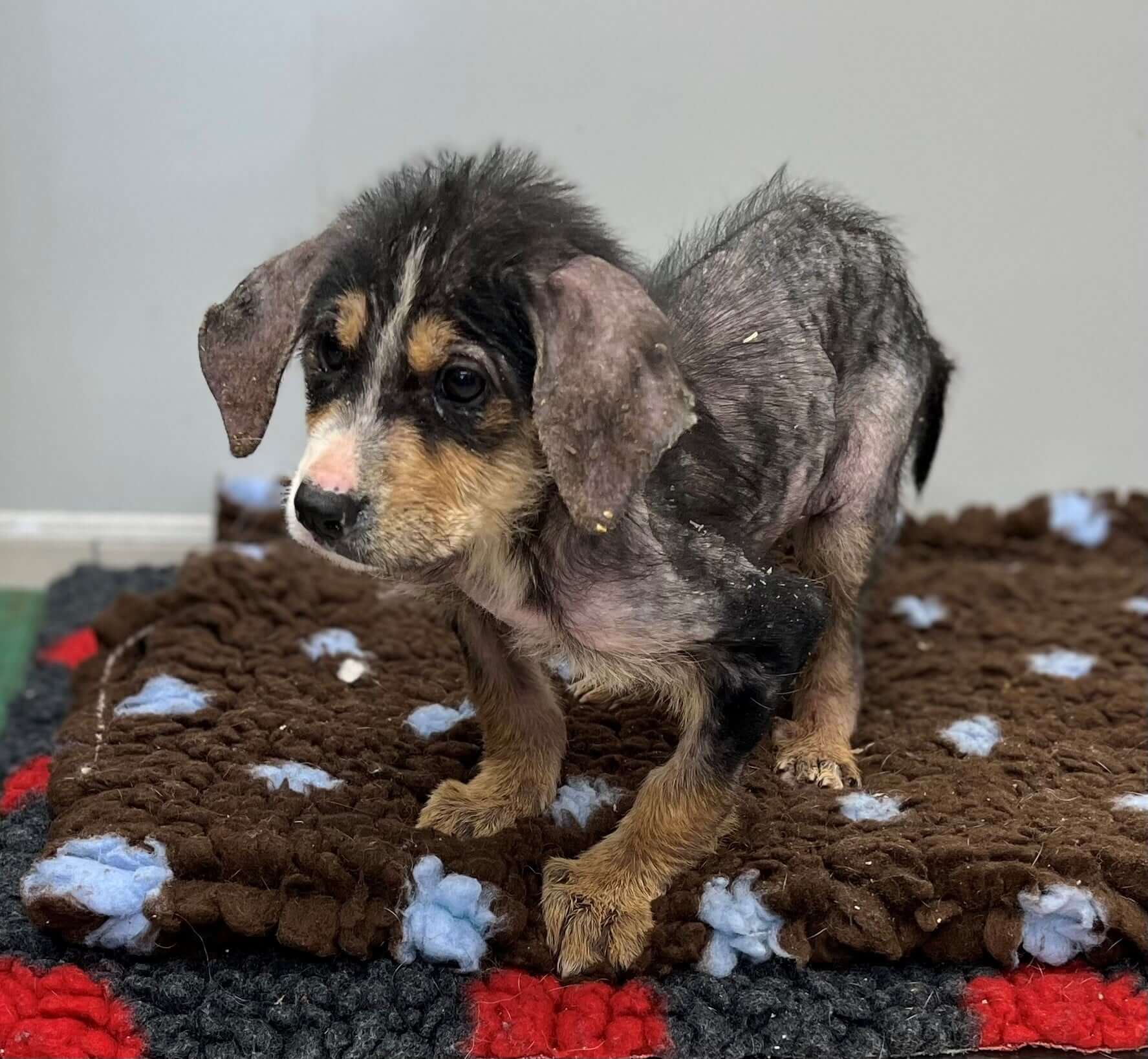 Three-month-old puppy fighting for his life after brokenhearted homeowner found him in trash bin