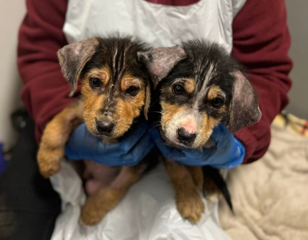 hope-rescue-puppies4-1030x802-1