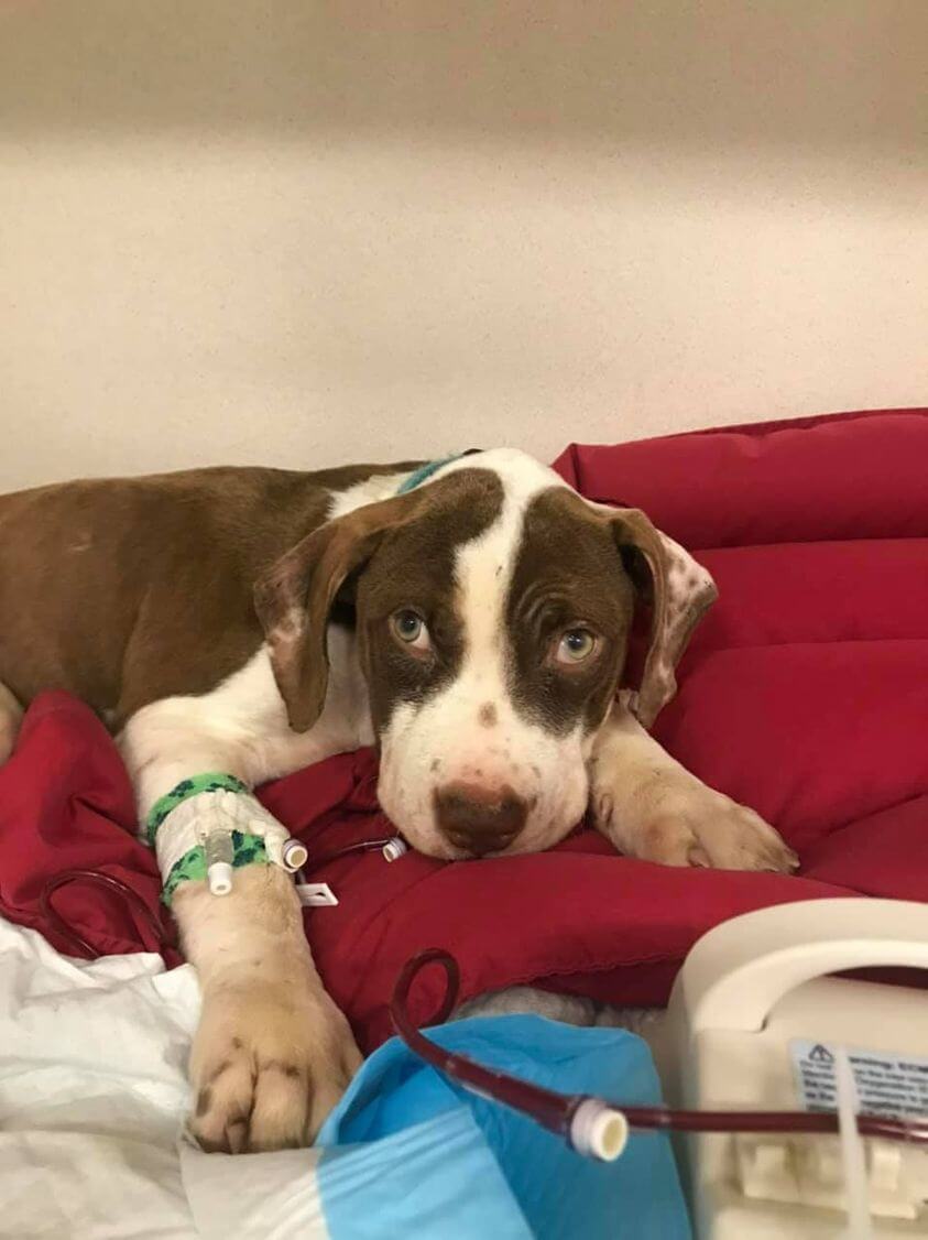 UPDATE: 10-week-old puppy thrown from moving vehicle in rural Georgia as motorists just passed by