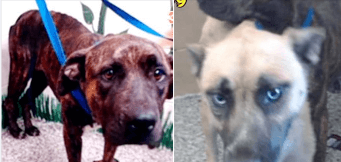 hope-stray-reduced-1-1