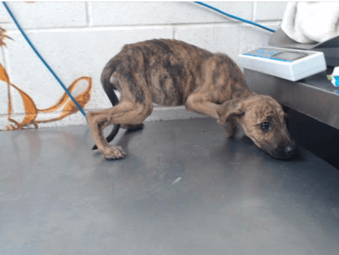 Starving four-month-old puppy tries so hard to disappear in her cage at scary shelter