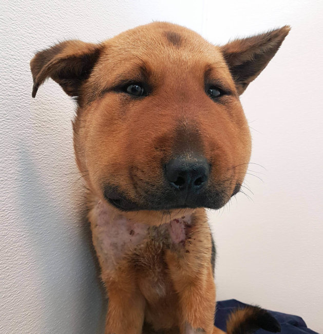 Charges against man who tethered emaciated dog to tree