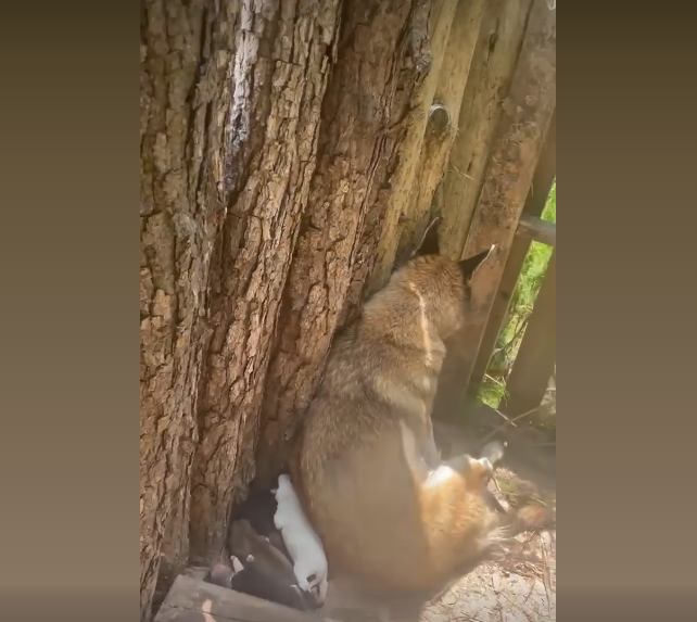 Hopeless mother of 9 puppies cried for someone to save their lives and help came just in time