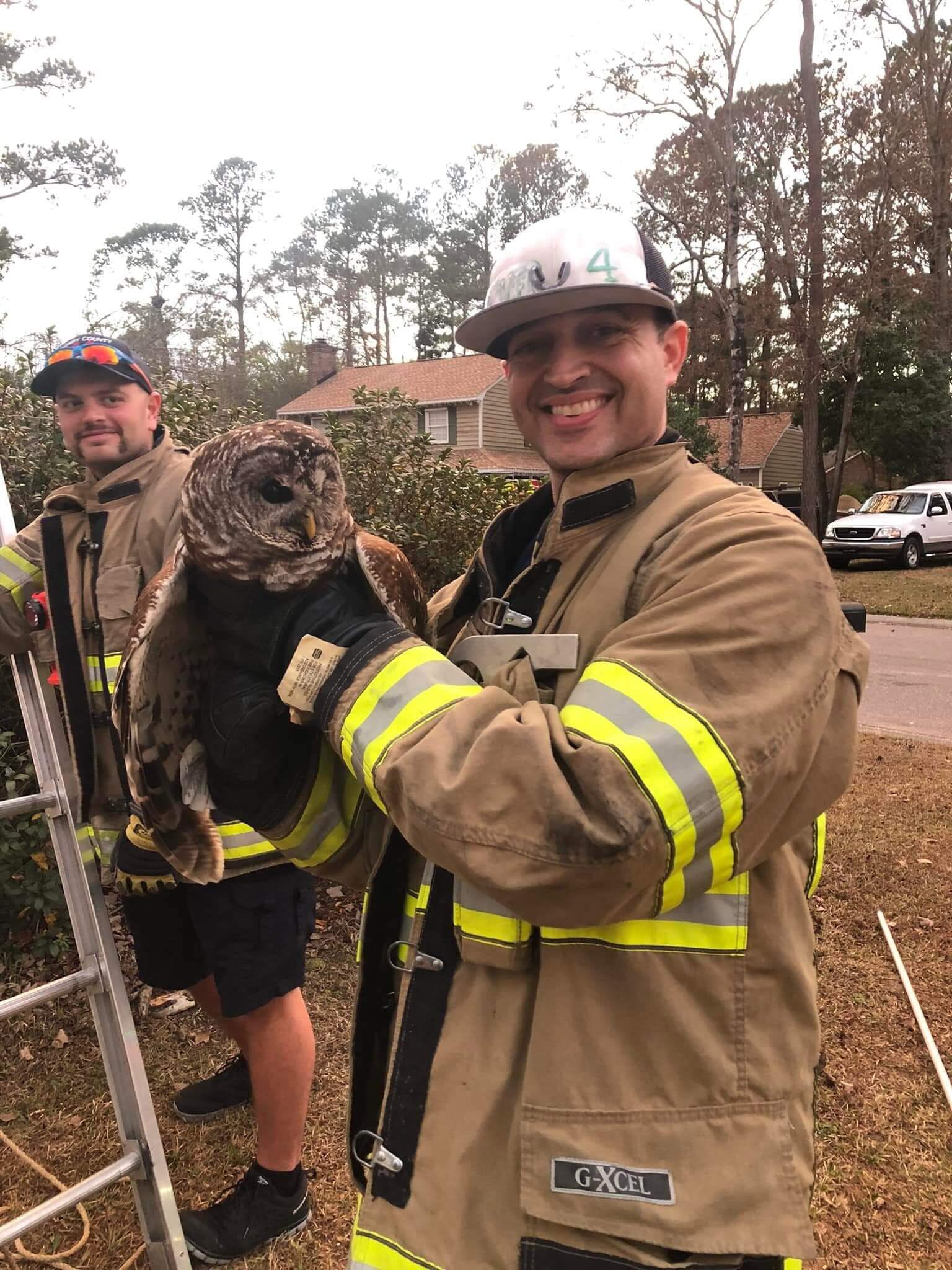 Horry County firemen rescue owl hiding in tree after hit by vehicle