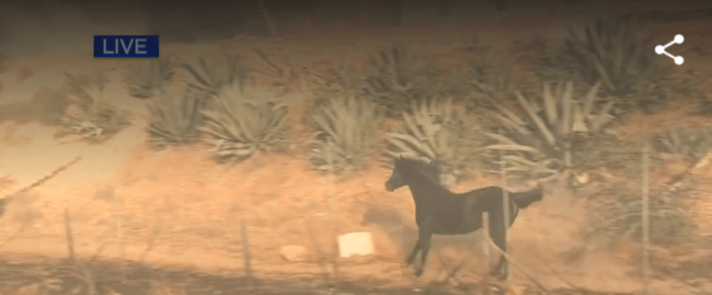 Incredible: Horse runs back into SoCal fire to save herd members