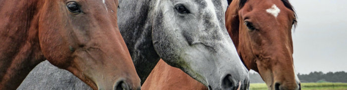 Virginia juvenile charged with killing 5 horses and injuring 3