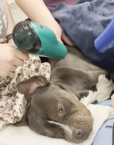 Abandoned dog found freezing in garage brought back to life with a hair dryer