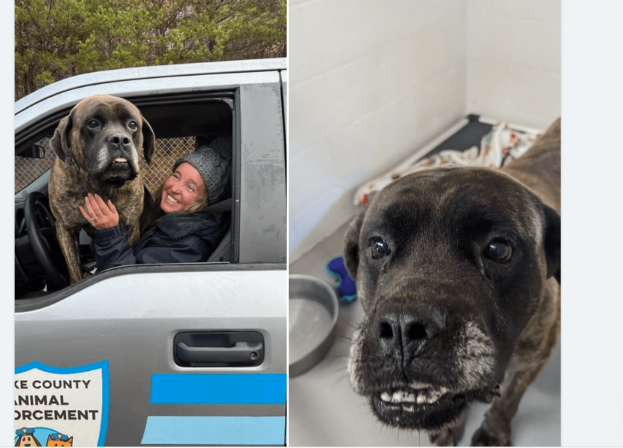 Shelter’s comical post about ‘hot mess’ helps homeless pooch find a home