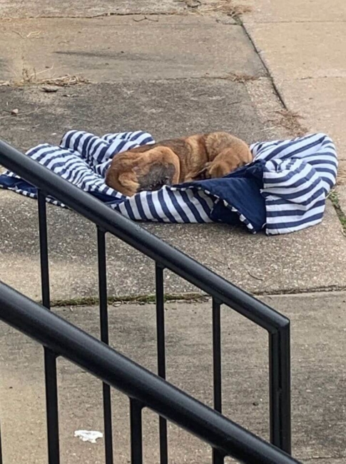 Hound on sidewalk
