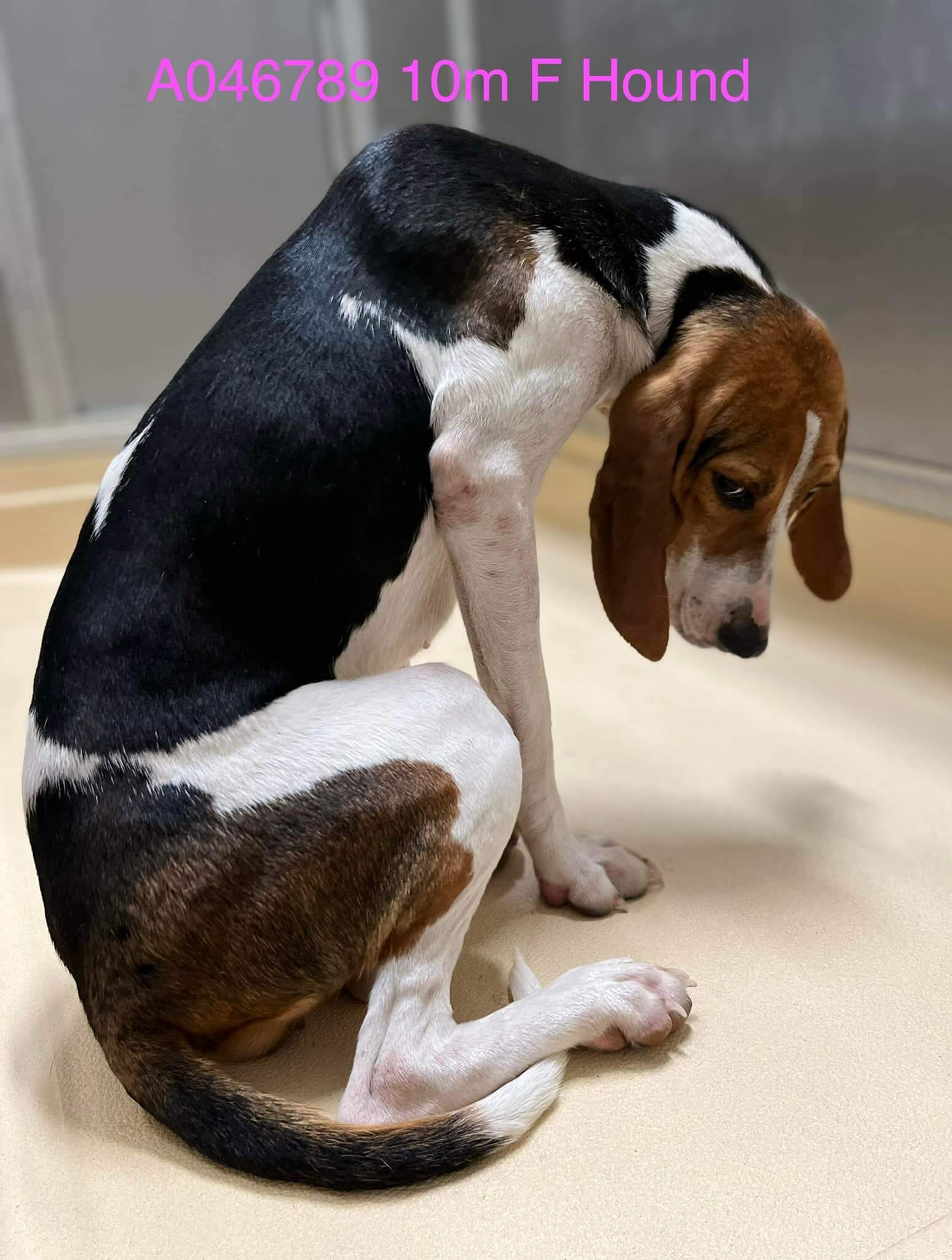 Hound sad