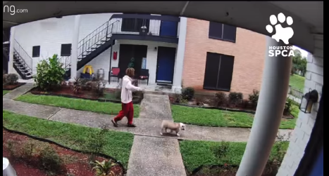 Man walking his dog caught on camera kick and throw dog at Houston apartment