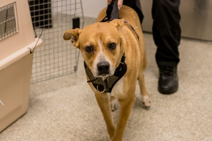 Dog owner accused of kicking his dog dozens of times in disturbing animal abuse case in Houston